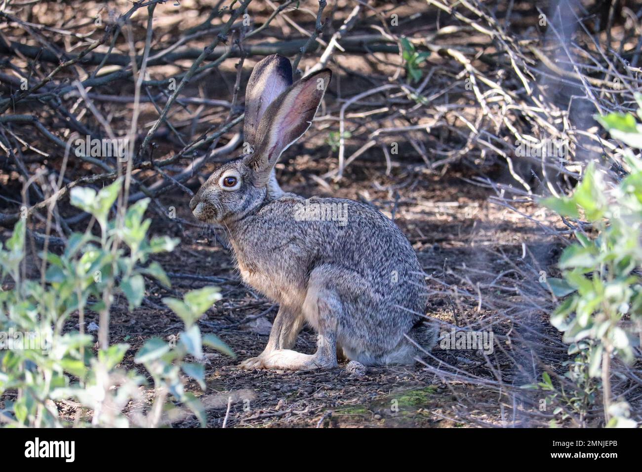 Jackrabbit dalla coda nera o Lepus californicus in piedi in qualche pennello presso il parco Veterans Oasis in Arizona. Foto Stock