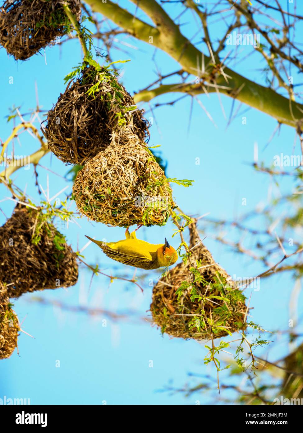Uccello giallo e i suoi nidi appesi sull'albero Foto Stock