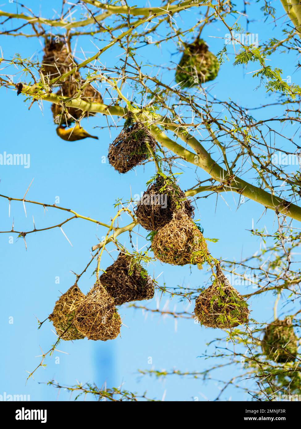 Uccello giallo e i suoi nidi appesi sull'albero Foto Stock