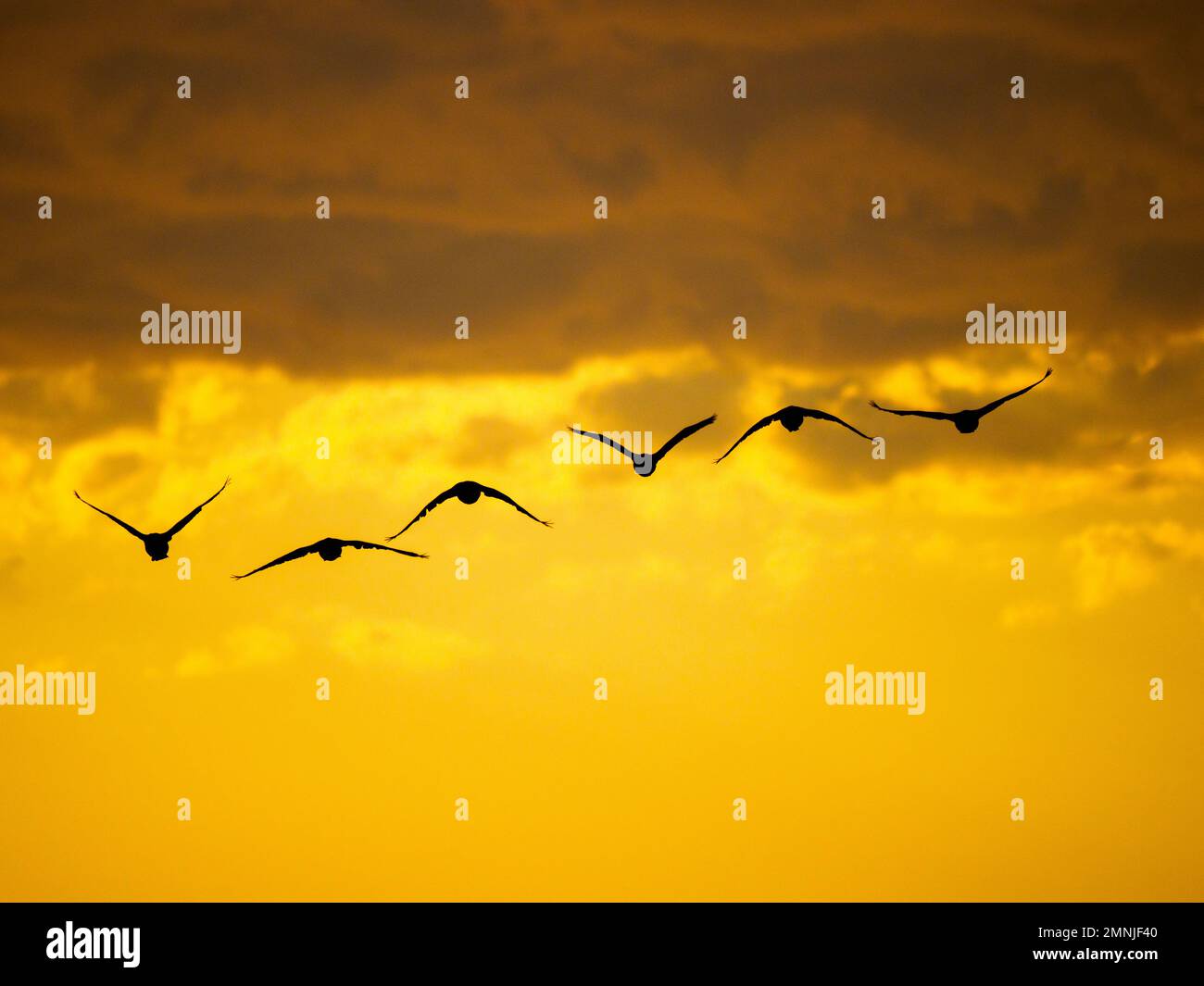 Gregge di uccelli che volano contro il cielo di Moody Foto Stock