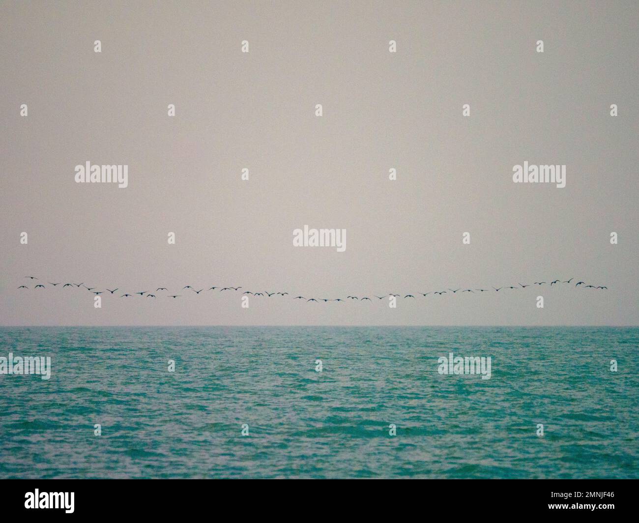 Gregge di uccelli che volano sopra il mare liscio Foto Stock