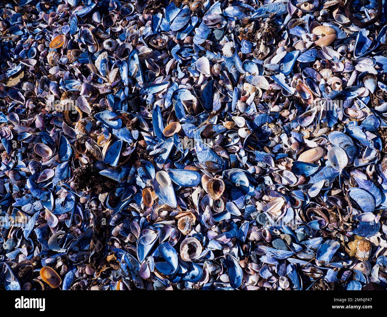 Sfondo di vari tipi di conchiglie di mare Foto Stock