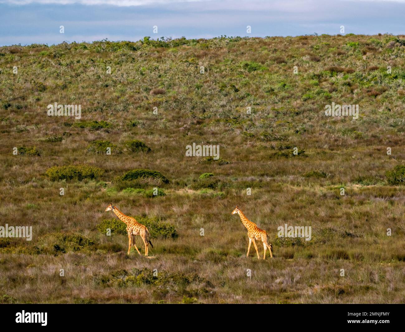 Sud Africa, Capo Occidentale, due giraffe che camminano nella prateria Foto Stock