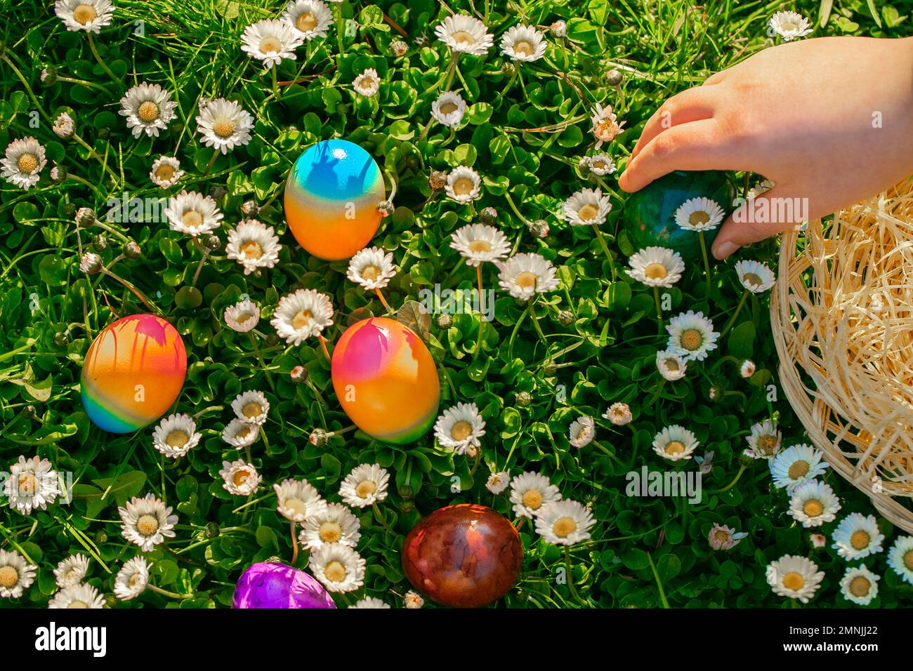 L'uovo di Pasqua Hunt.child raccoglie le uova colorate in un prato primaverile con margherite.Spring festività religiose.Pasqua cibo.Childs mano mette le uova colorate in un Foto Stock