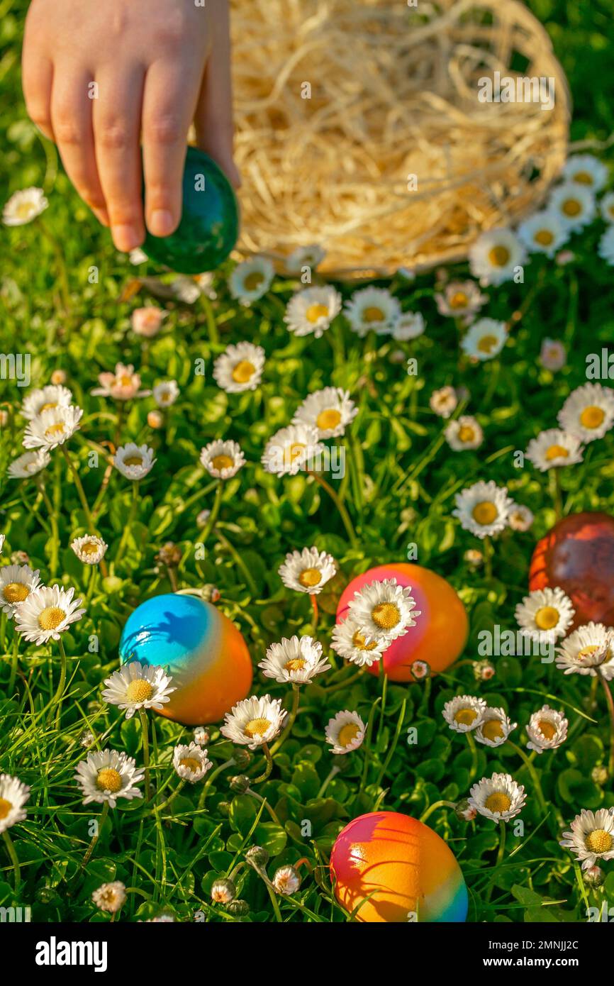 L'uovo di Pasqua Hunt.child raccoglie le uova colorate in un prato primaverile con margherite.Spring festività religiose.Pasqua cibo.Childs mano mette le uova colorate in un Foto Stock