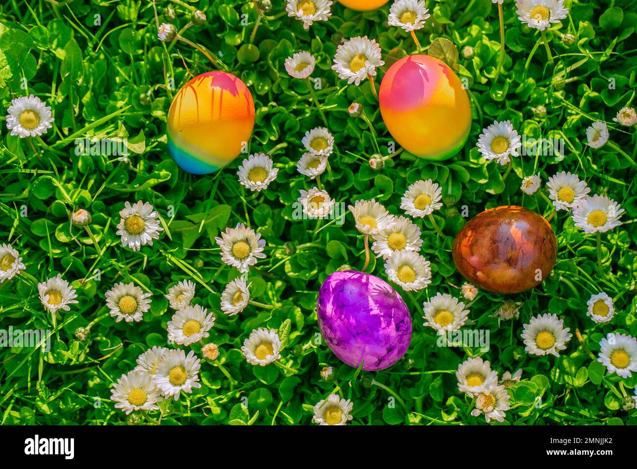 Uovo di Pasqua . Uova colorate in un prato primaverile con daisies.Religious Holiday.Easter food.Easter Holiday Tradition. Foto Stock
