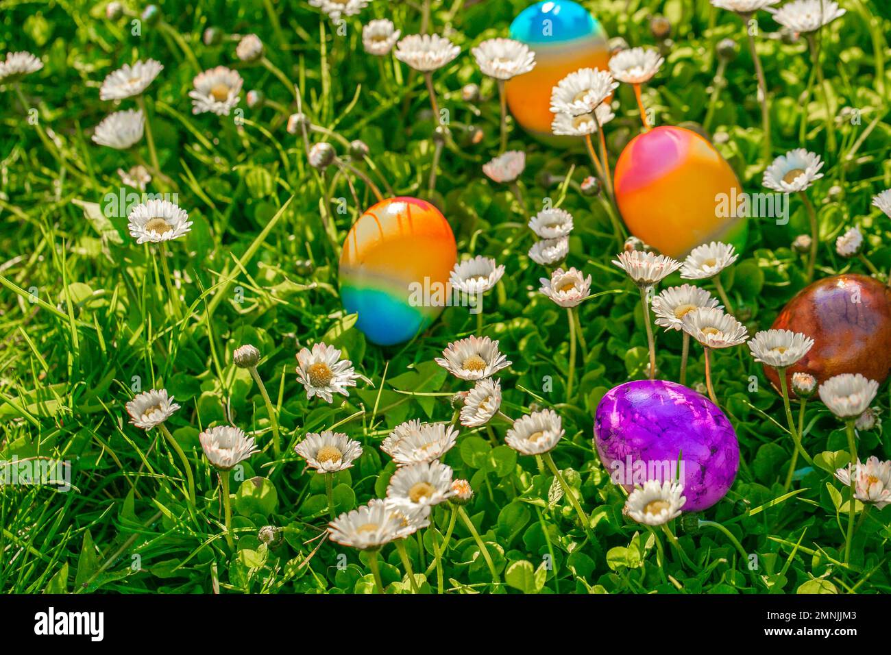 Caccia all'uovo di Pasqua. Uova colorate in un prato con daisies.Spring festività religiosa.Pasqua cibo.Pasqua tradizione di vacanza. Foto Stock