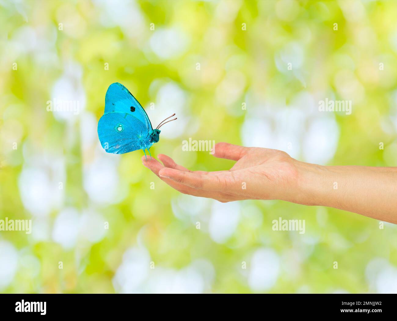 Bella farfalla su una mano donna Foto Stock