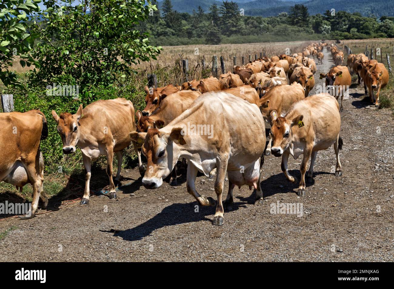 Jersey vacche da latte lasciando pascolo verde, andando a mungitura salotto, California. Foto Stock