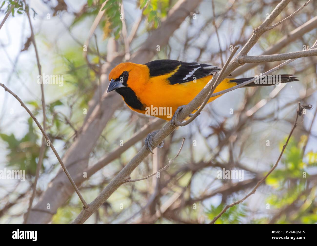 Altamira Oriole (Icterus gularis) presso il National Butterfly Center, Mission, Texas Foto Stock