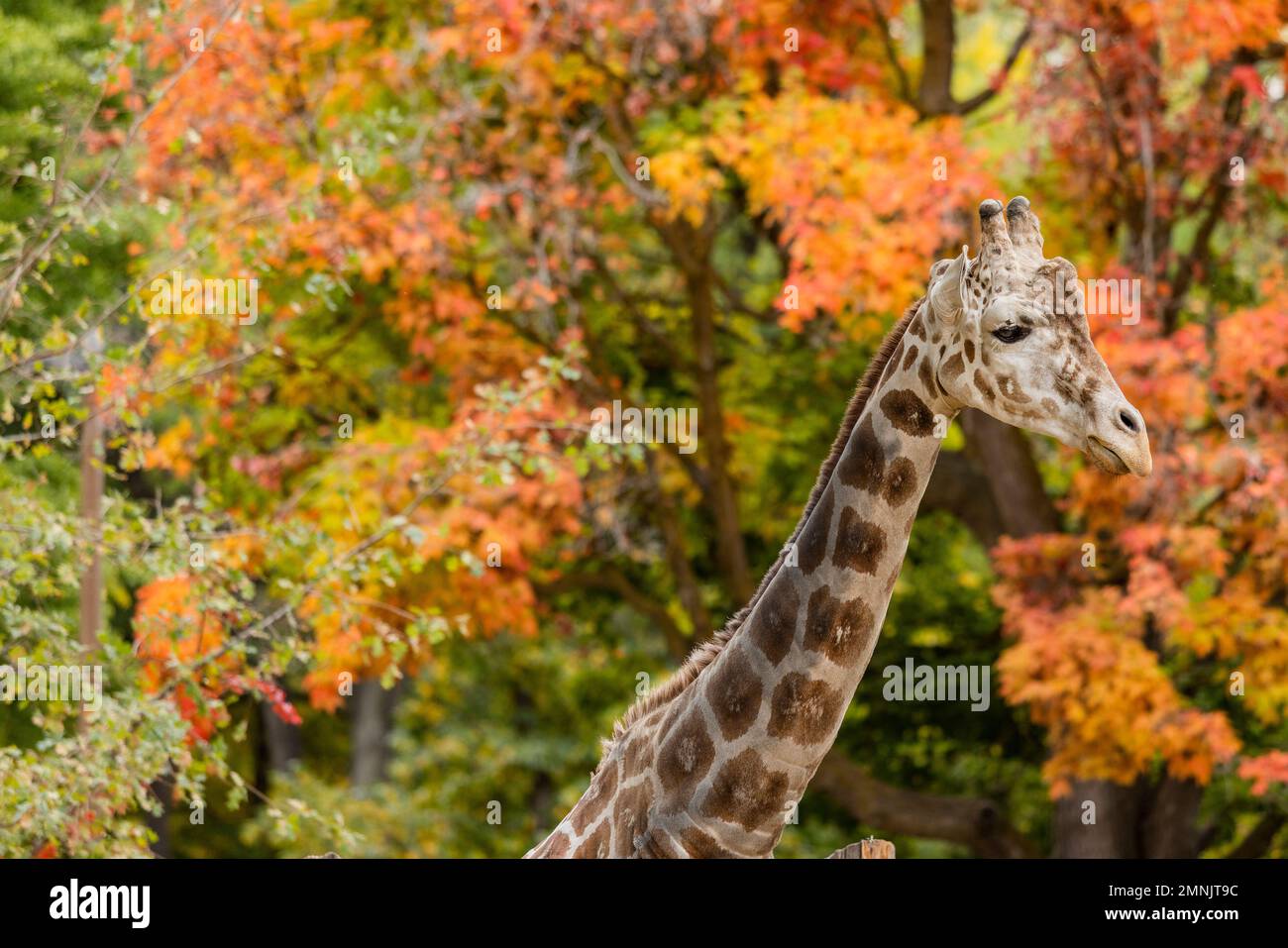 Giraffa tra il fogliame autunnale nel Boise Zoo Foto Stock