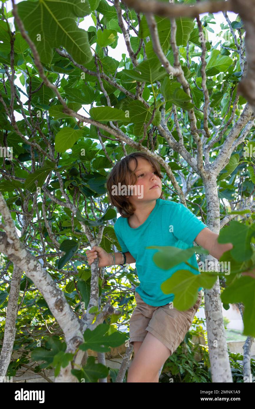 Ragazzo (10-11) arrampicata albero in estate Foto Stock