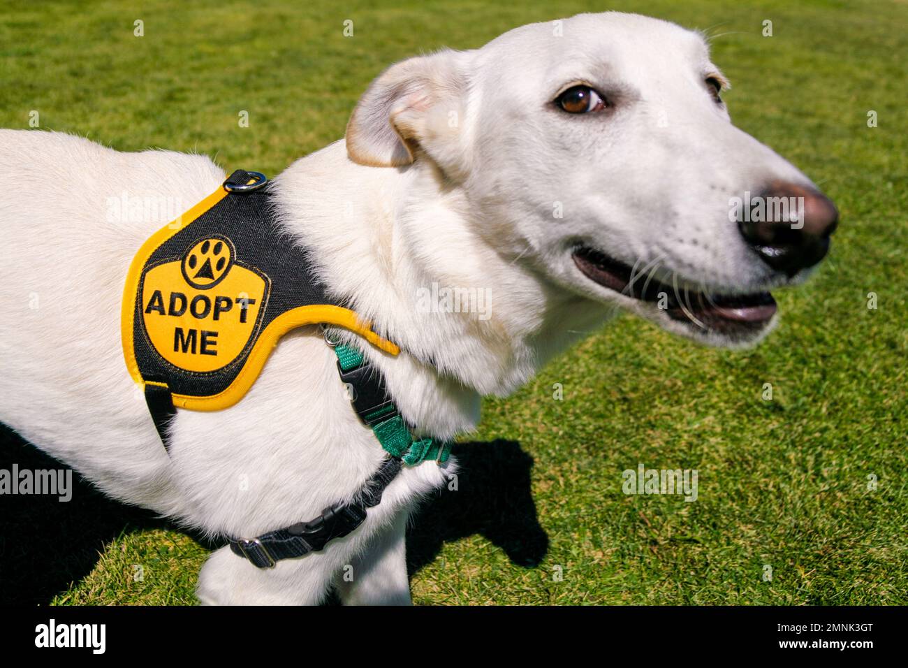 Cane di salvataggio con tag di adozione Foto Stock