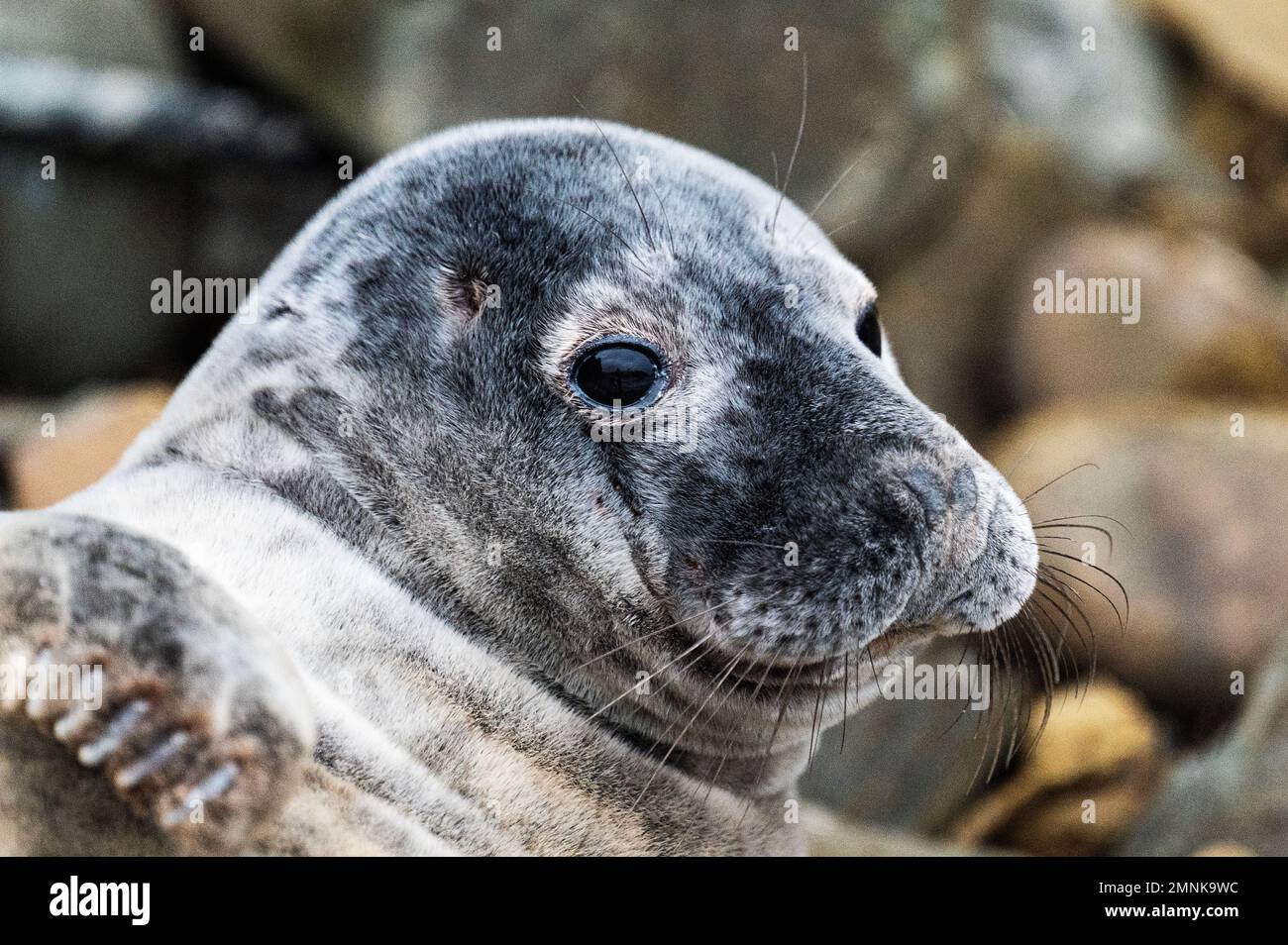 Cucciolo di foca sulla spiaggia di Fair Isle, Shetland Foto Stock