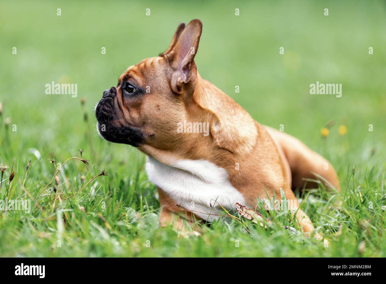 Vista profilo ritratto di testa e volto di carino giovane bulldog francese sdraiato su erba verde nella natura estiva Foto Stock
