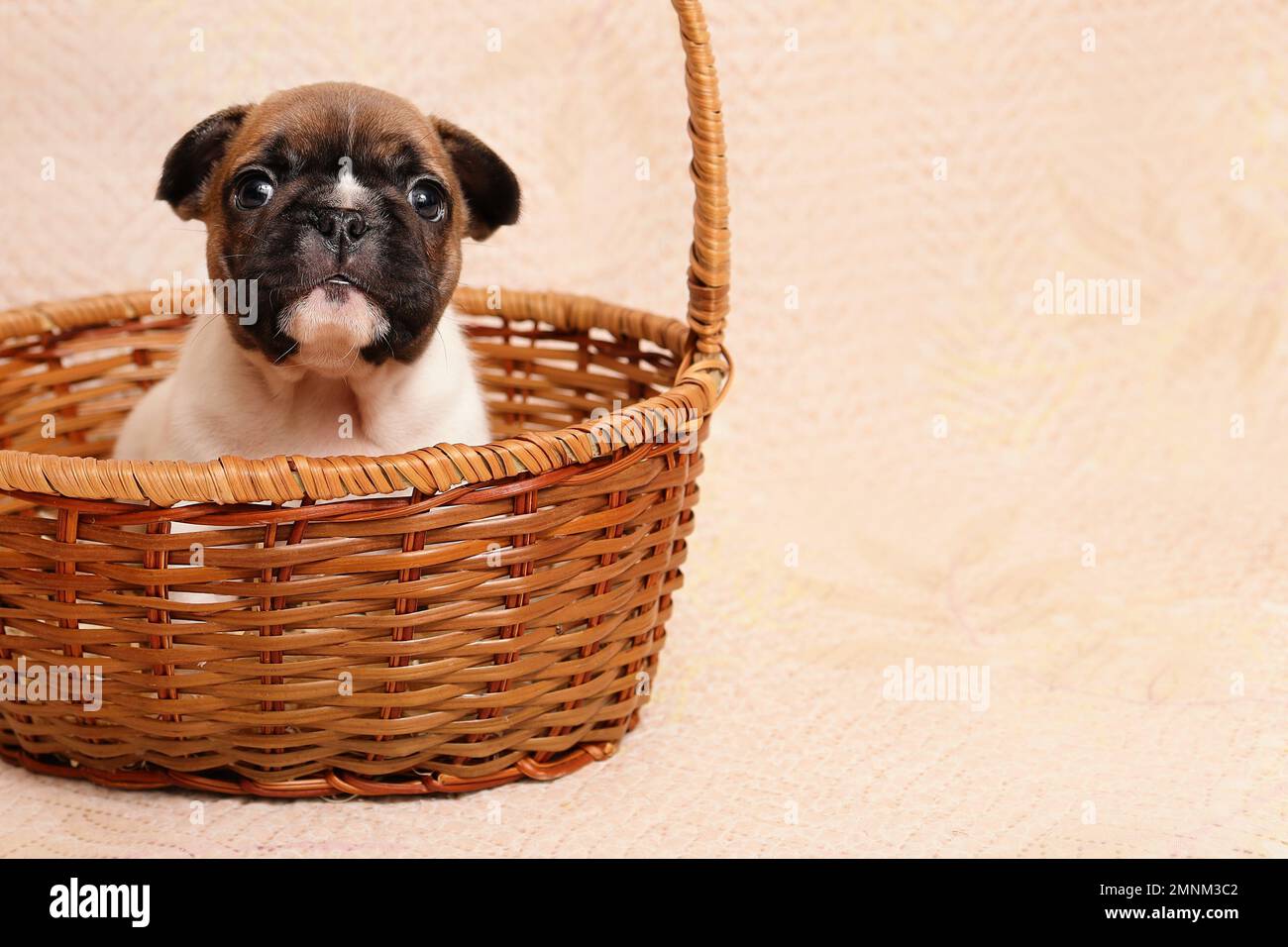 Cucciolo carino di razza cane bulldog francese seduto nel cestino di vimini. Spazio di copia Foto Stock