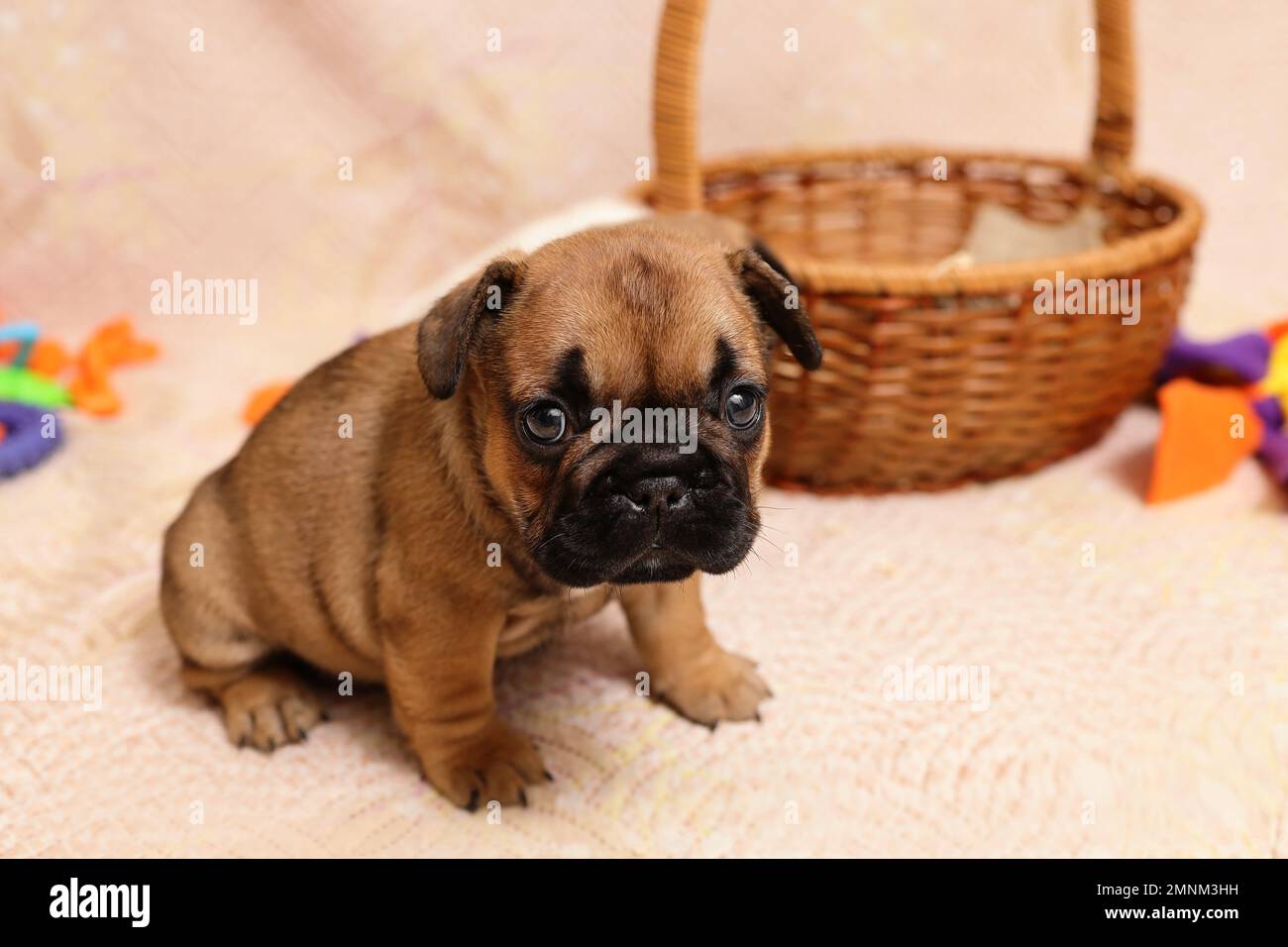 Piccolo cucciolo trista francese in attesa del proprietario nel negozio di animali domestici. Ultimo cucciolo dalla cucciolata Foto Stock