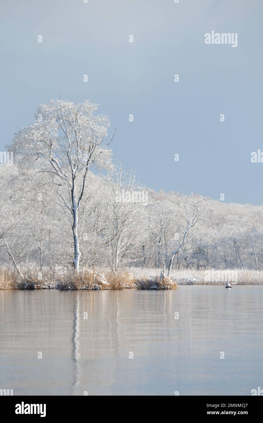 Un albero ghiacciato vicino ad un lago in una mattinata d'inverno Foto Stock