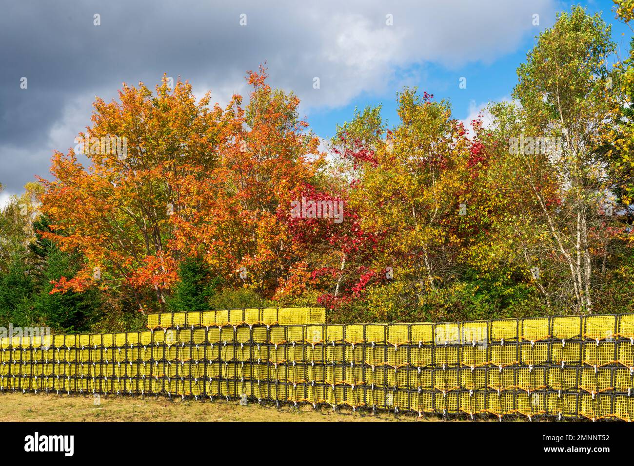 Una lunga fila di trappole di aragoste gialle con colore fogliare autunnale vicino a Sandy Point, Nuova Scozia, Canada. Foto Stock