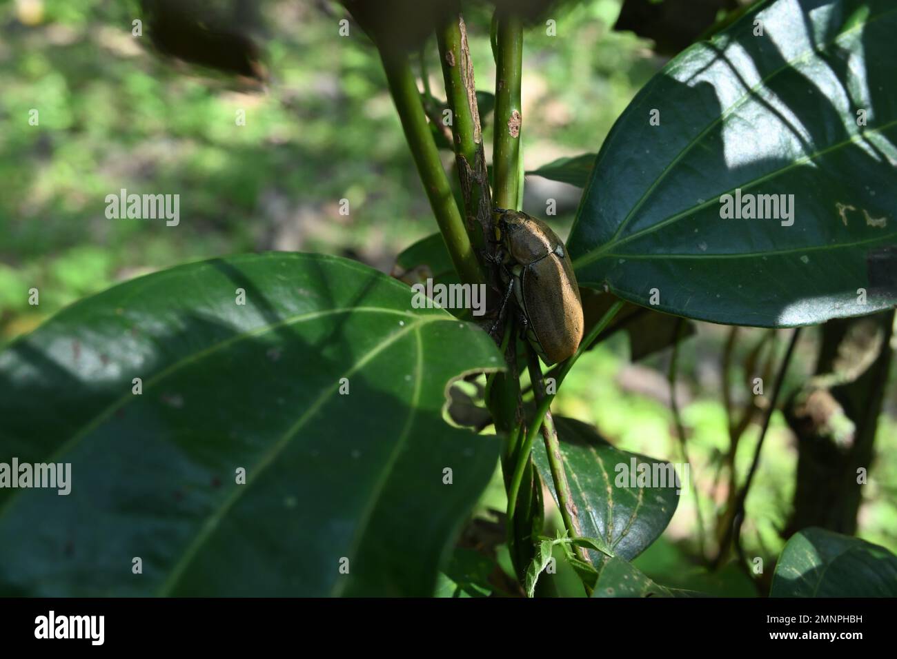 Un coleottero di cocco sul gambo di una vista della pianta della cannella attraverso le foglie Foto Stock
