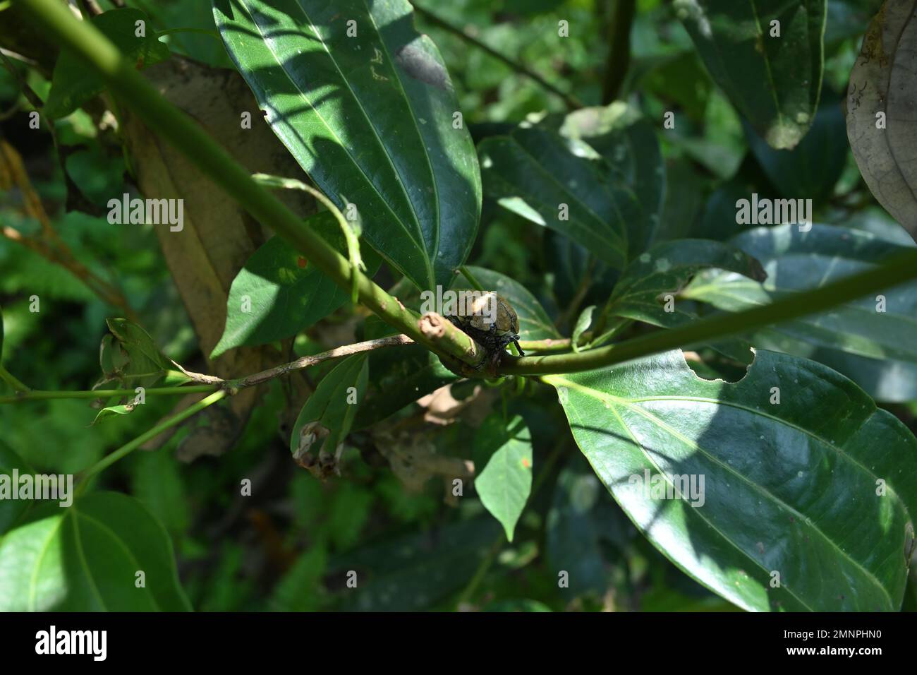 Una vista di testa di un coleottero di cocco seduto sulla cannella gambo vista dall'alto Foto Stock