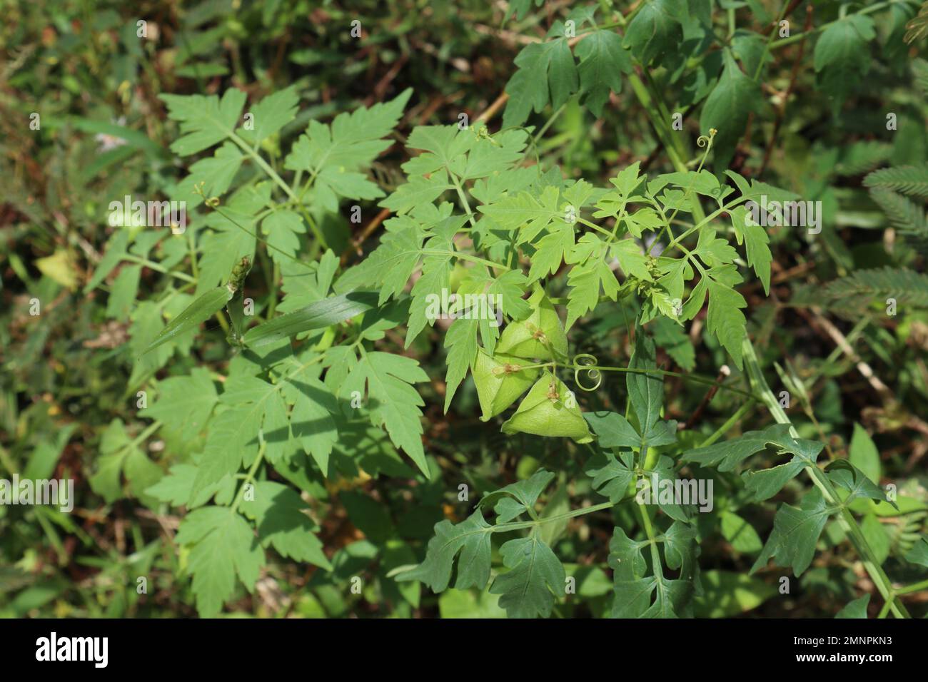 Una vite mongolfiera più piccola (Cardiospermum Halicacabum) con le capsule di frutta verde appese, vista dall'alto Foto Stock