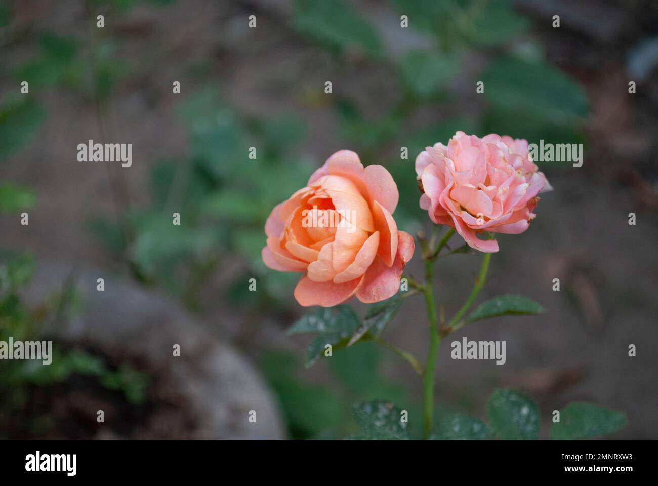 Il colore naturale del fiore è una radianza di bellezza naturale in Vietnam Foto Stock