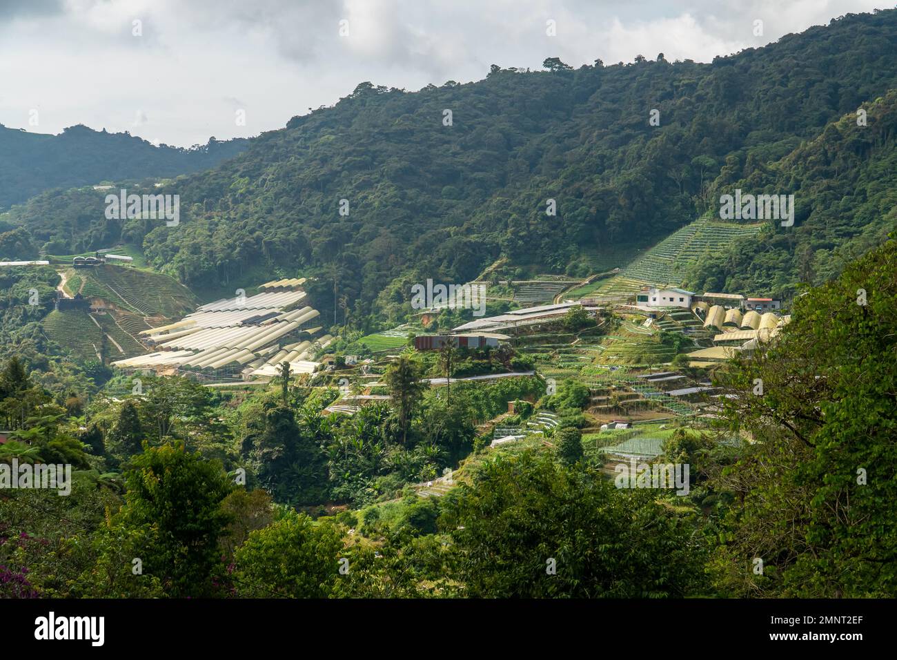 Piantagioni di tè campi terrazzati di riso su Cameron Highland, Pahang, Malesia. Vista panoramica lungo la montagna che attraversa la fattoria agricola e RU Foto Stock