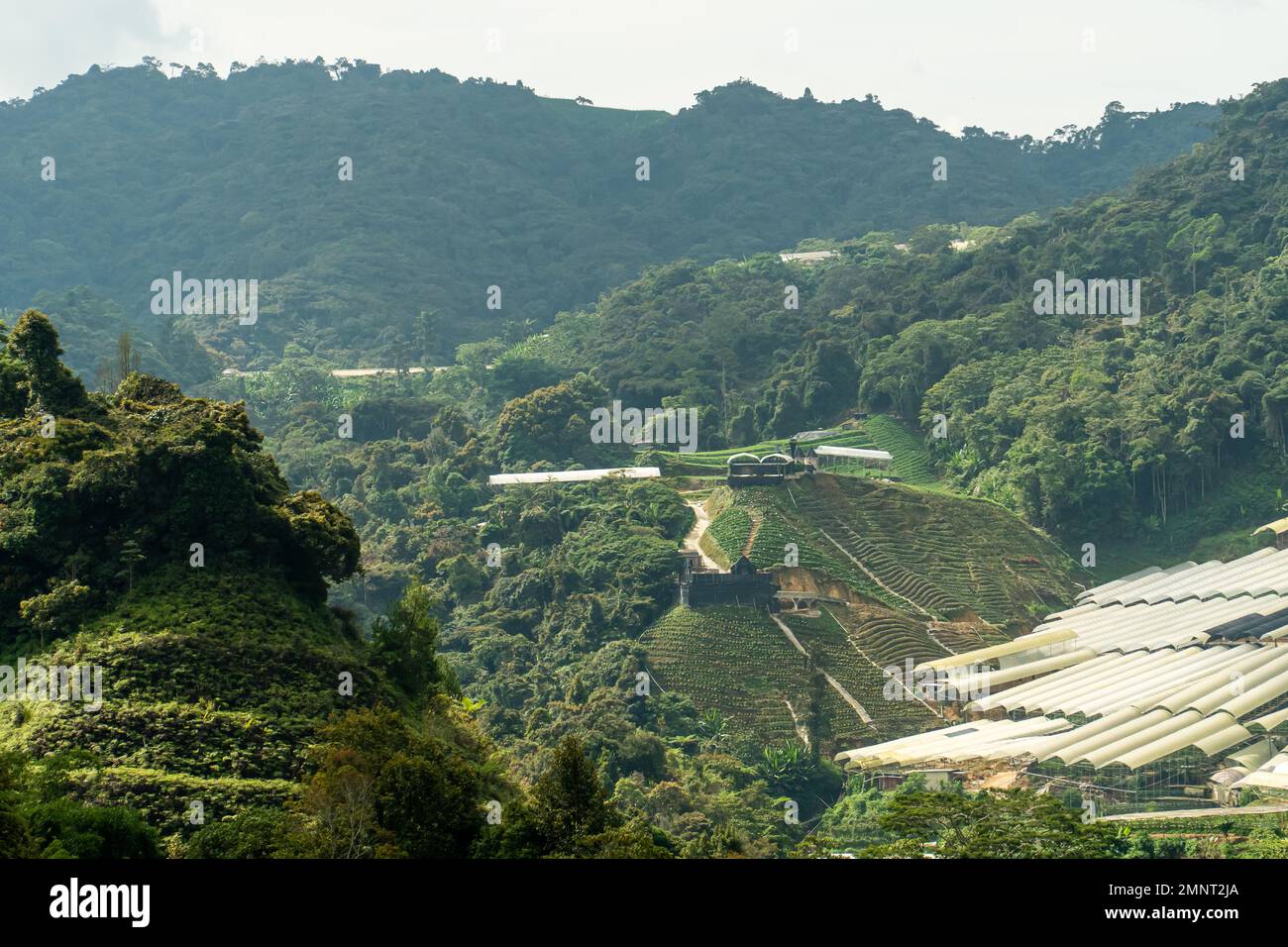 Piantagioni di tè campi terrazzati di riso su Cameron Highland, Pahang, Malesia. Vista panoramica lungo la montagna che attraversa la fattoria agricola e RU Foto Stock