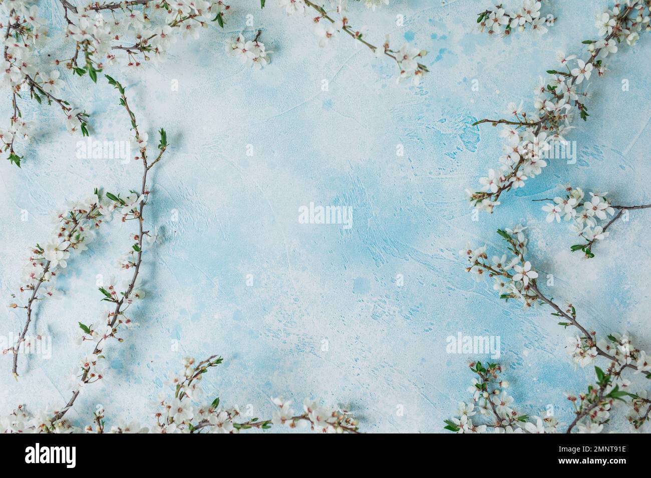 Fiori di frutta bianca isolati su sfondo blu. Piano di giacitura, vista dall'alto. Periodo primaverile. Foto Stock