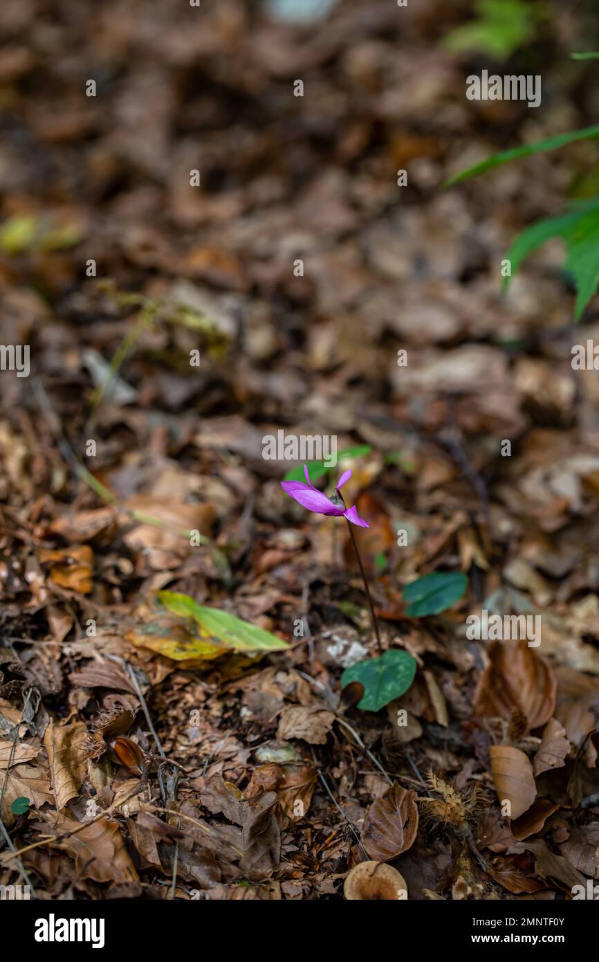 Ciclamino purpurascens fiore che cresce nella foresta, primo piano Foto Stock
