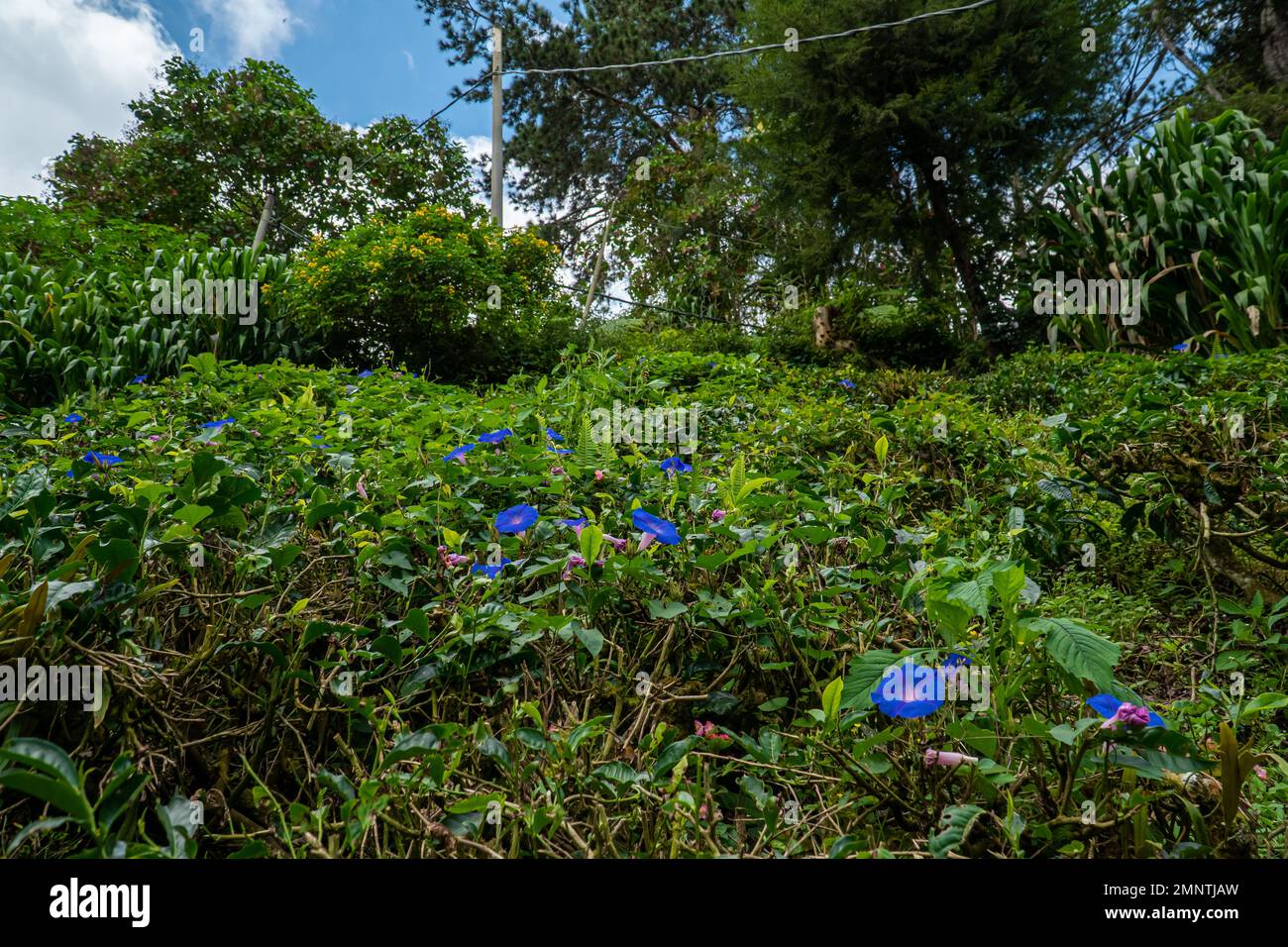 Fiori viola blu nel giardino. Fiori di gloria mattina. Fiore blu dell'alba con congedo verde in estate. Natura flora scena. Foto Stock