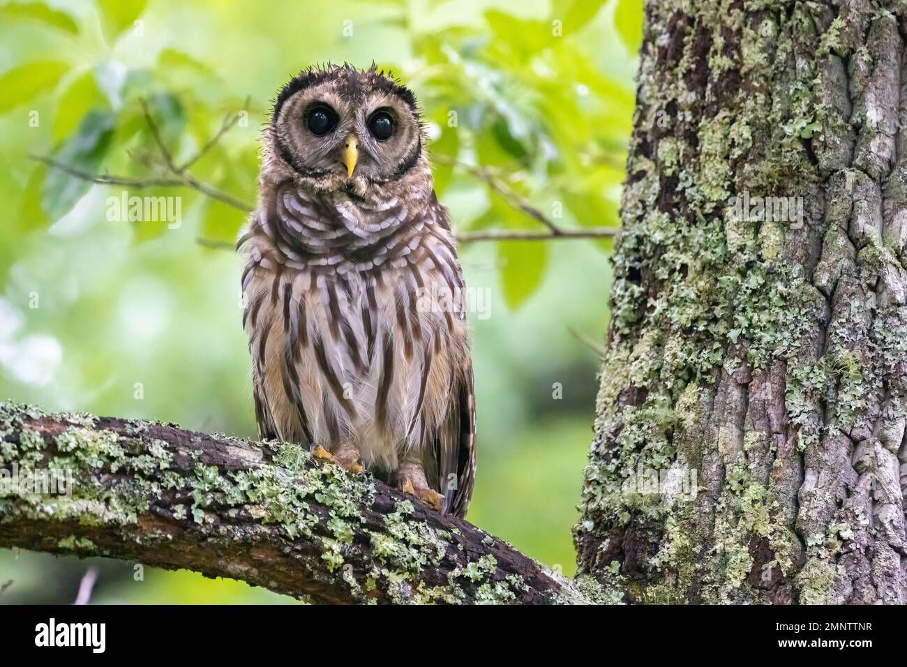 Gufo selvatico al Vogel state Park nelle Blue Ridge Mountains della Georgia settentrionale vicino a Blairsville. (USA) Foto Stock