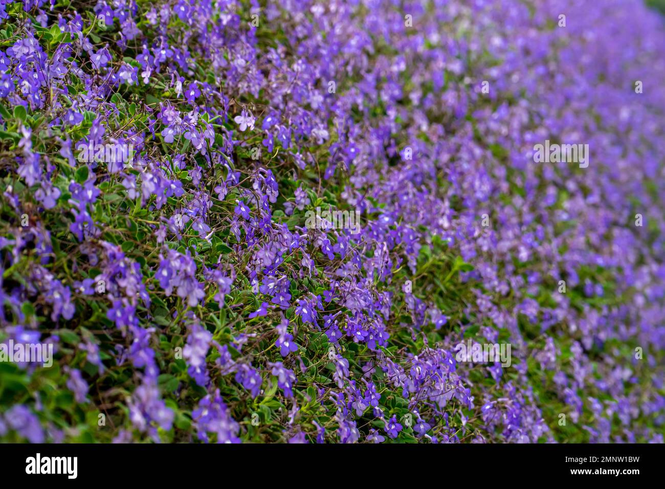 Un campo di fiori rosa stellato. Macro immagine di primavera lilla fiori viola, astratto morbido sfondo floreale. Fioritura dello Streptocarpus saxorum. Viola Foto Stock