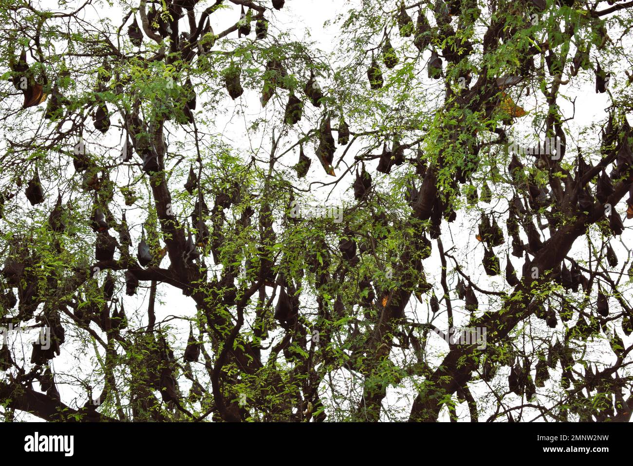 Albero grande con pipistrelli durante il giorno. Caratteristiche della città di Soppeng, Sulawesi meridionale, Indonesia. I pipistrelli vivono negli alberi nel centro della città Foto Stock