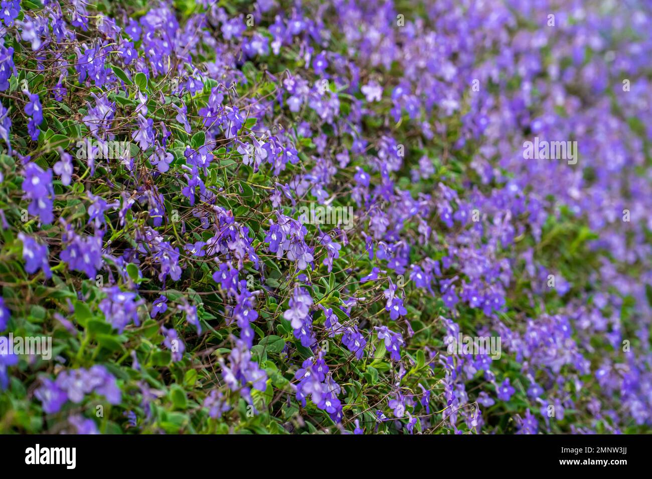 Un campo di fiori rosa stellato. Macro immagine di primavera lilla fiori viola, astratto morbido sfondo floreale. Fioritura dello Streptocarpus saxorum. Viola Foto Stock
