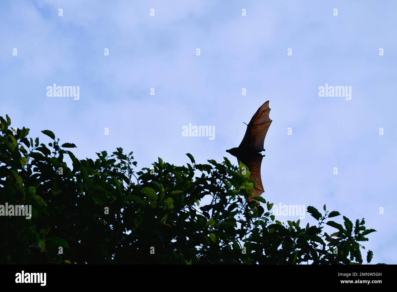 Pipistrelli che volano durante il giorno, cielo blu. Caratteristiche della città di Soppeng, Sulawesi meridionale, Indonesia. Pipistrelli vivono negli alberi. Foto Stock