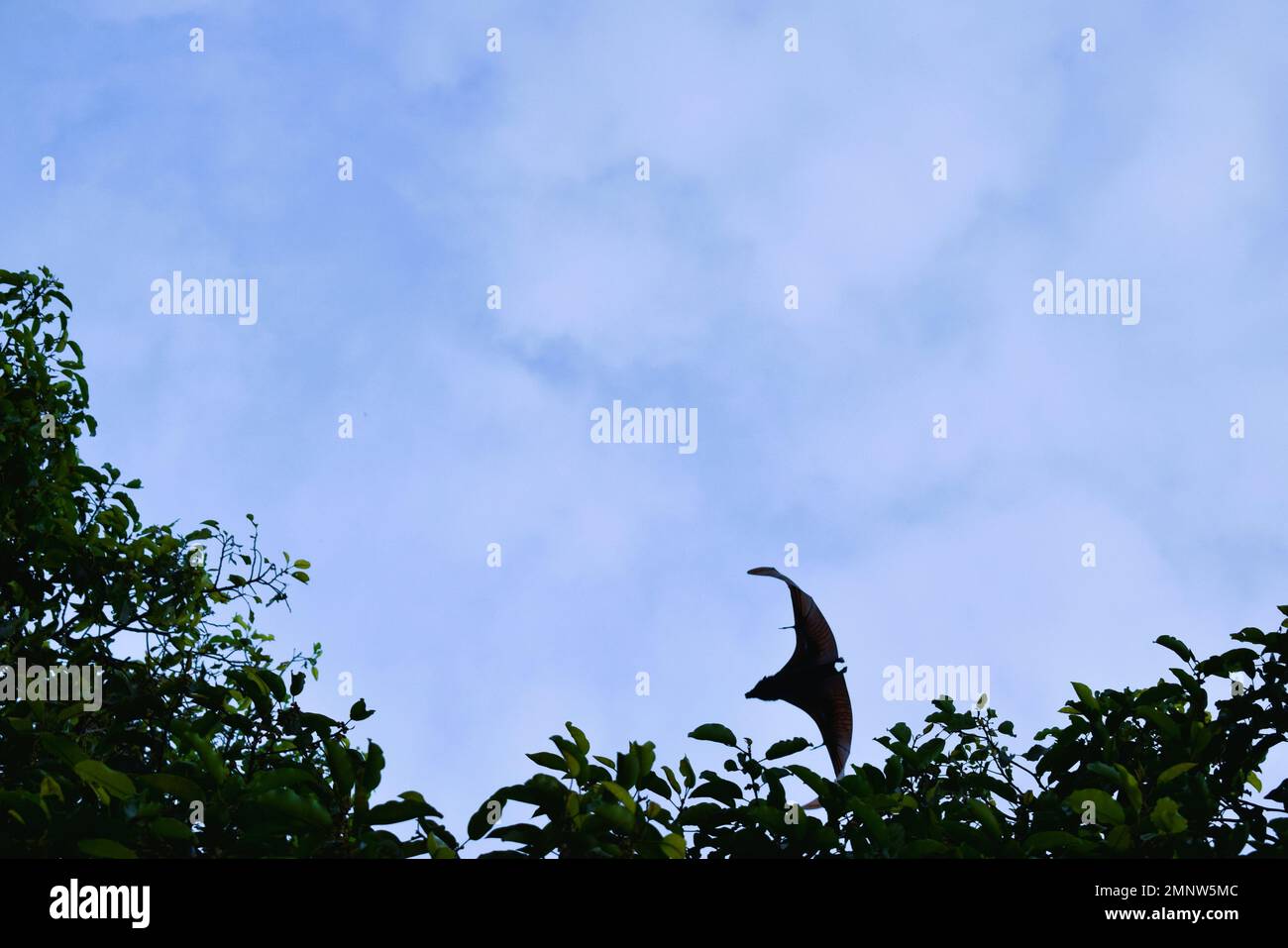 Pipistrelli che volano durante il giorno, cielo blu. Caratteristiche della città di Soppeng, Sulawesi meridionale, Indonesia. Pipistrelli vivono negli alberi. Foto Stock