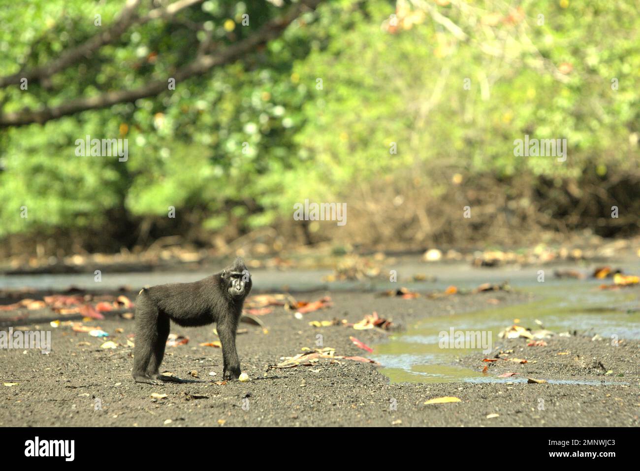 Ritratto di un macaco sulawesi con cresta nera (Macaca nigra) come si sta foraging su un ruscello vicino a una spiaggia nella Riserva Naturale di Tangkoko, Nord Sulawesi, Indonesia. Il nigra di Macaca è tra i 'pochi primati vivono all'interno di aree protette', secondo un team di scienziati guidati da Alejandro Estrada (Istituto di Biologia, Università Nazionale Autonoma del Messico) nel loro articolo del 2017 pubblicato su ScienceAdvances. Tuttavia, gli habitat protetti sono considerati 'piccoli' e 'attualmente sperimentando temperature tutto l'anno al di sopra delle loro soglie storiche,' Brogan M. Stewart, un altro... Foto Stock