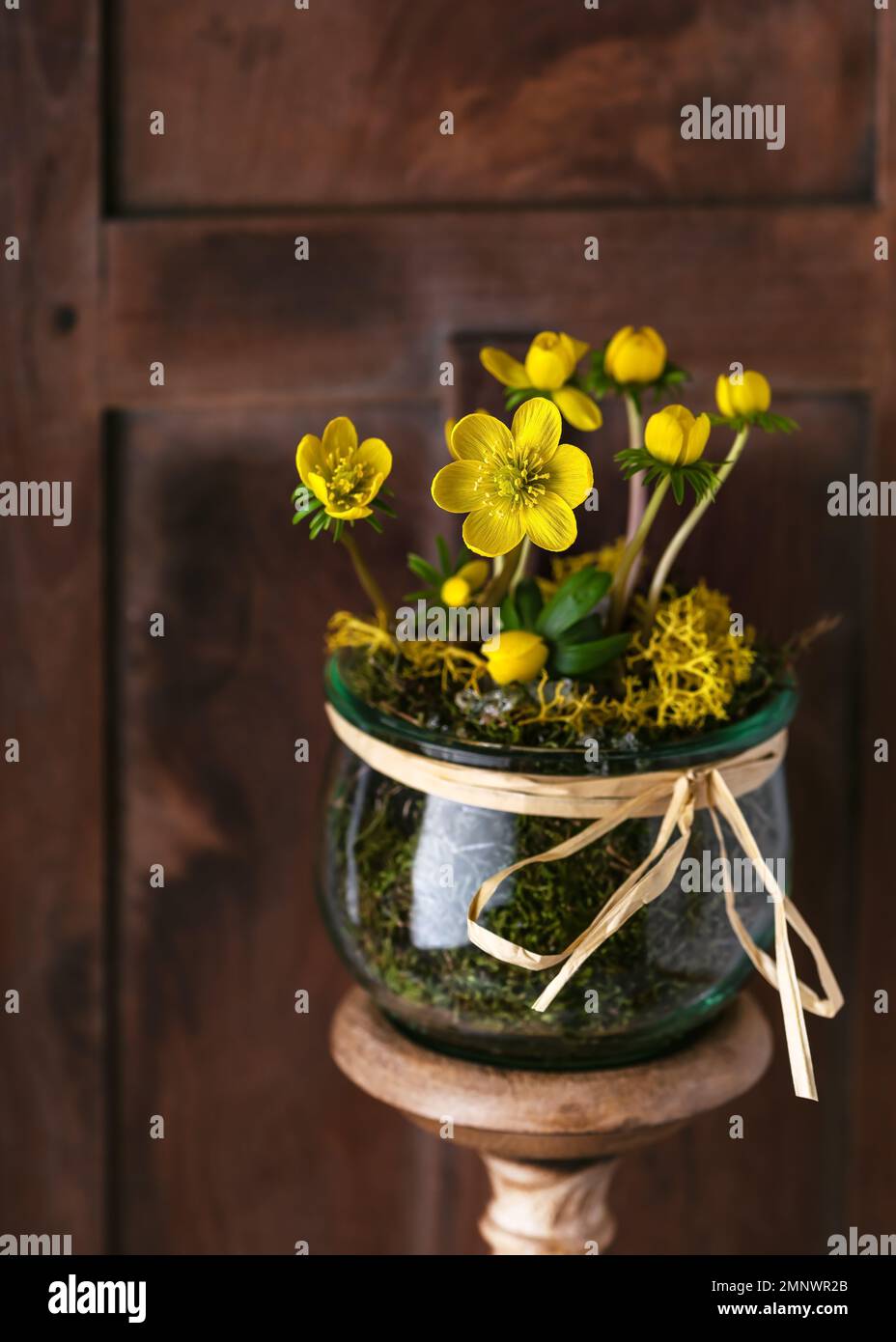 Vita morta con fiori selvatici di aconite gialla in un vaso di vetro. Concetto di decorazione della casa della molla. Spazio di copia. Stile rustico. (Eranthis hyemalis) Foto Stock