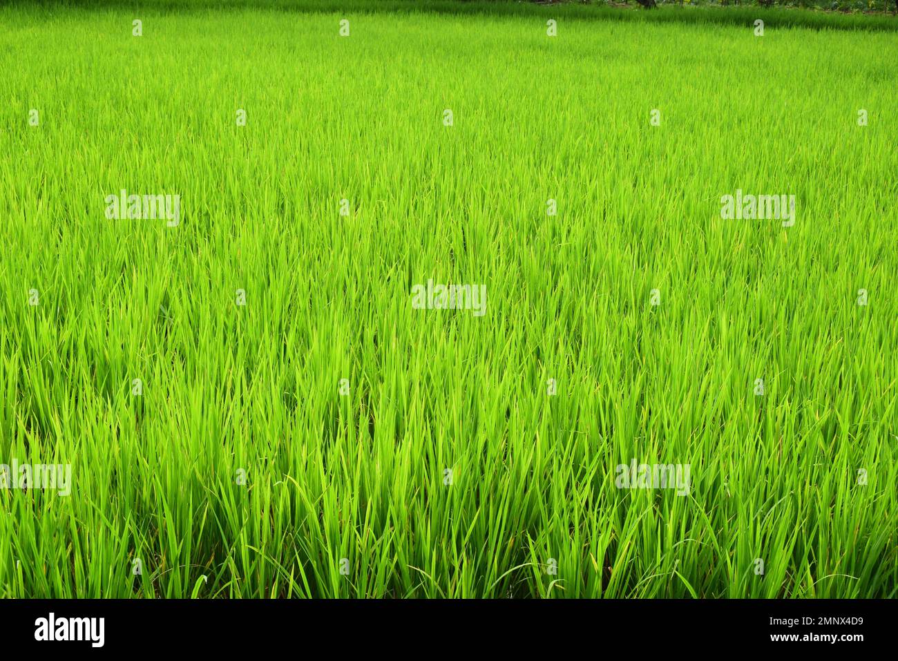 Piante di riso verde in risaie in Indonesia. Il risone viene trasformato in riso, il cibo di base degli indonesiani. Foto Stock