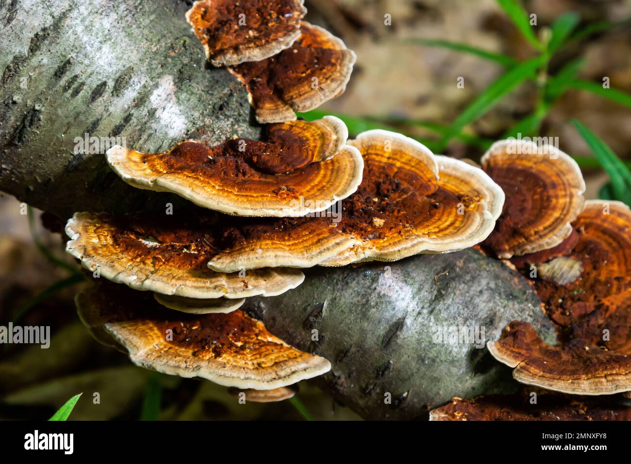 Anise mazegill, un fungo marciume marrone, Gloeophyllum odoratum. Foto Stock