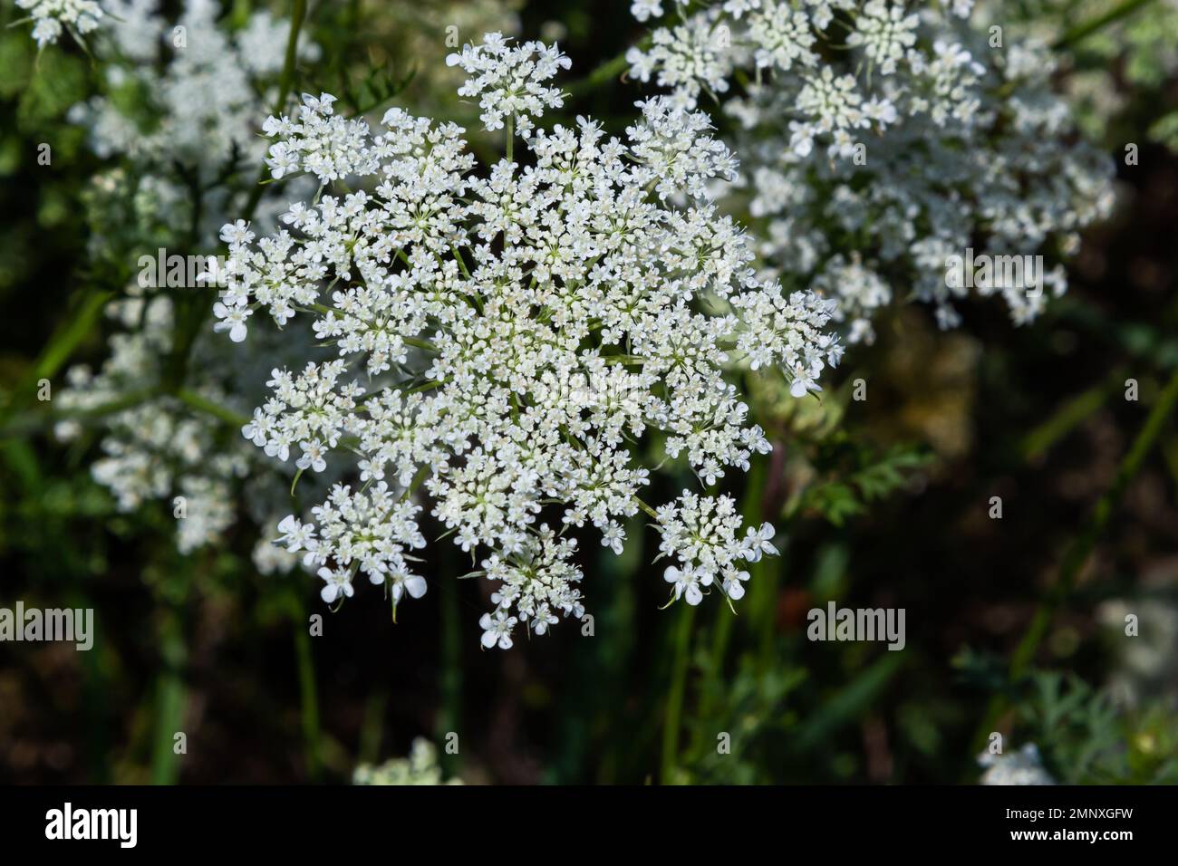 Infiorescenza del carota del Daucus, che mostra i umbellets. Piccoli fiori bianchi in giardino. Fioritura di verdure in giardino. Foto Stock