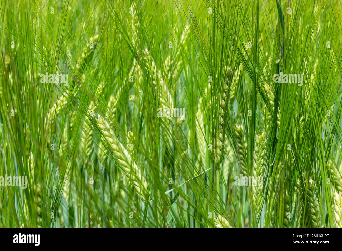 campo agricolo dove cresce la segala verde, agricoltura per ottenere colture di grano, la segala è giovane e verde e ancora immatura, vicino - su dell'agricoltura Foto Stock