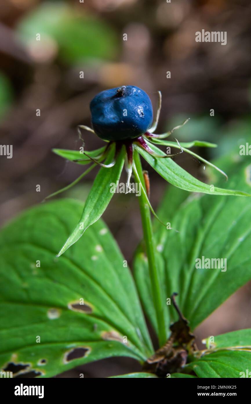 Quadrifolia di Parigi. Una pianta velenosa, può anche essere usata come pianta medicinale. Foto Stock