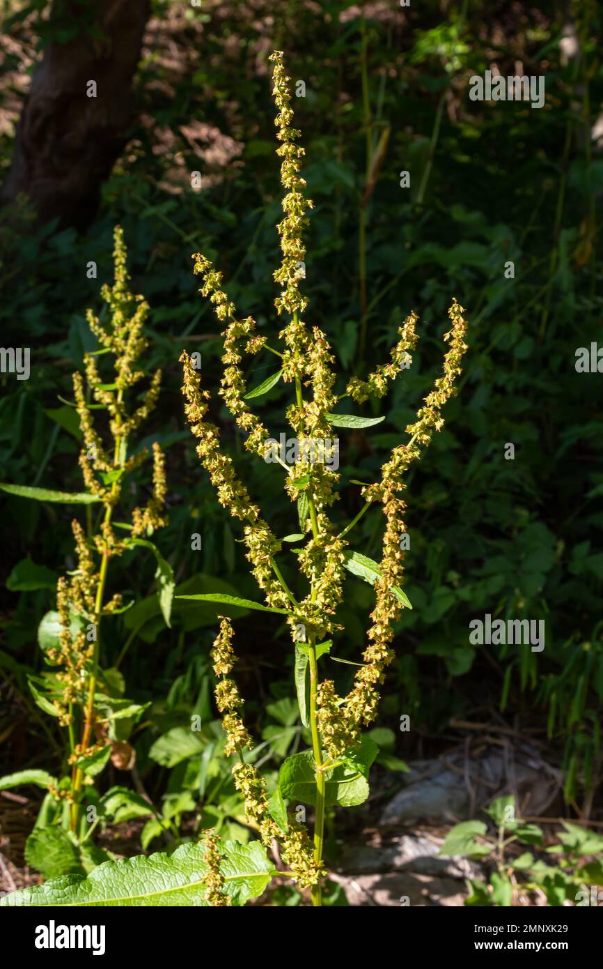 Rumex crispus pianta. Pontile fiore, rosso al sole. Natura erbaccia macro. Foto Stock