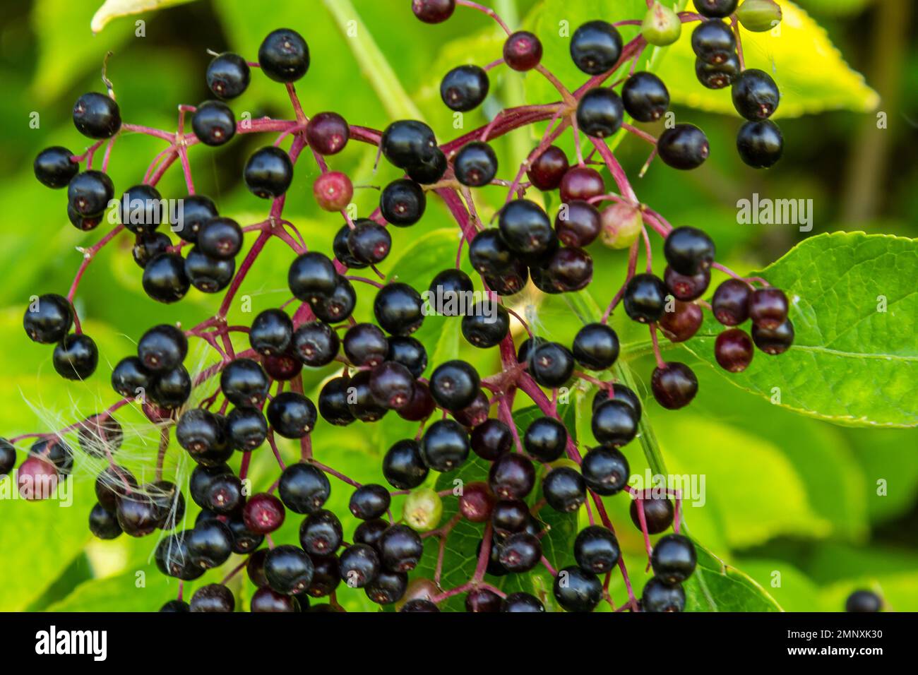 Sambucus nigra è una pianta velenosa che può anche essere usato in medicina. Foto Stock