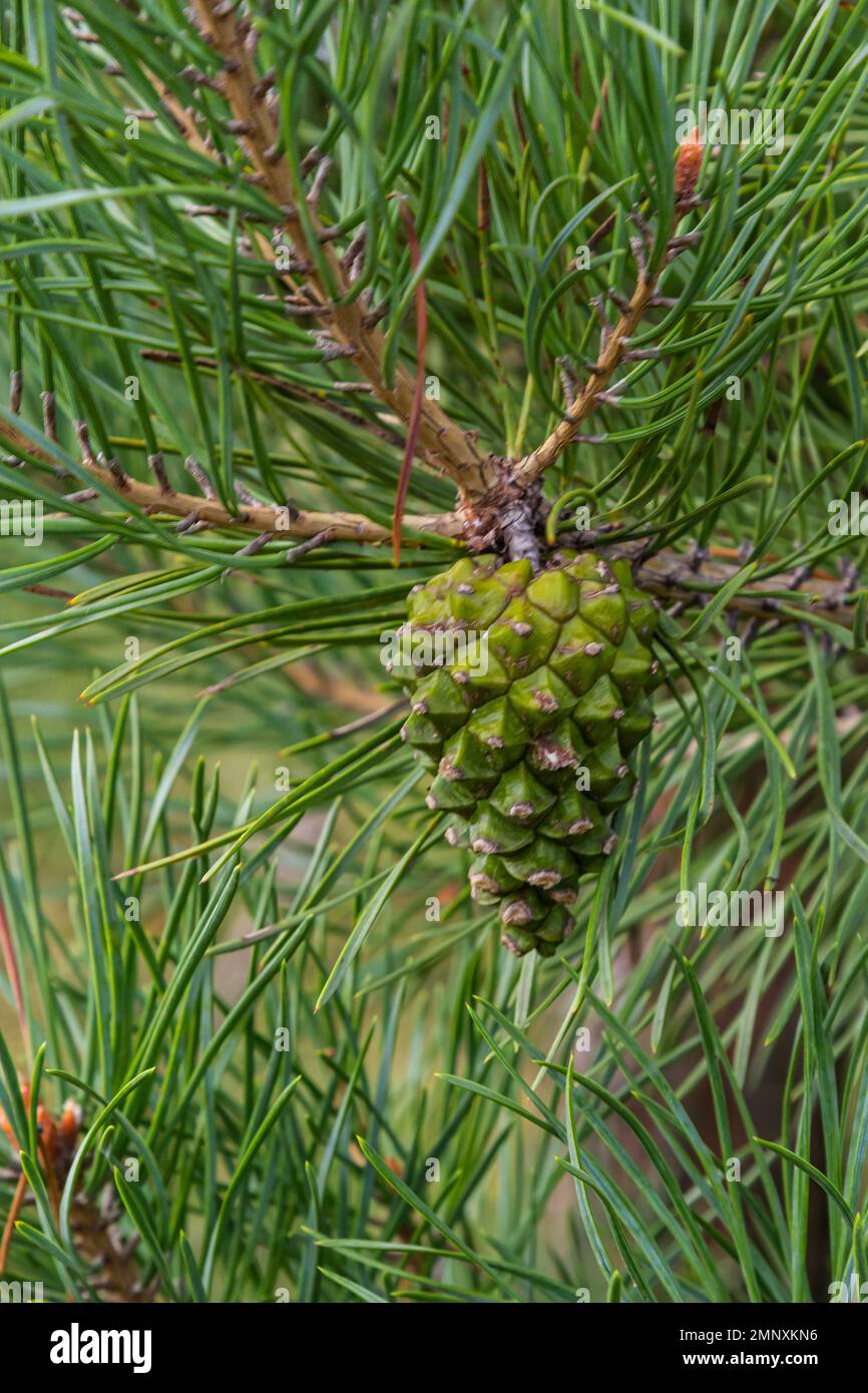Pino verde cono di pino appeso al ramo degli aghi di abete. Pianta medicinale. Foto Stock
