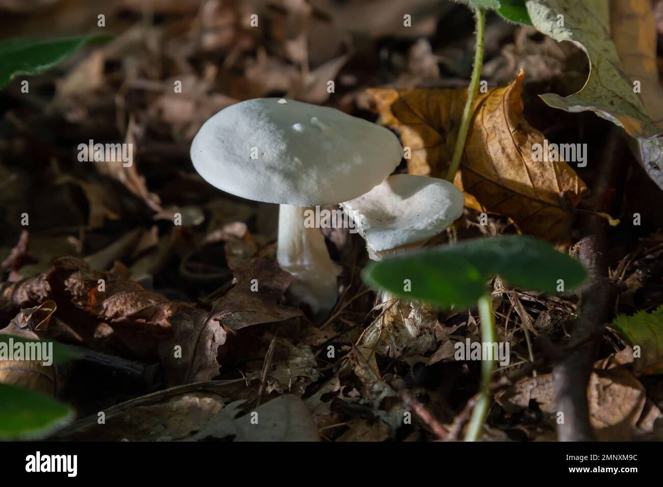 Funghi bianchi velenosi mortali Amanita virosa anche conosciuto come angelo distruttore. Giovani corpi fruttiferi a forma di uovo che presentano tappi conici, velo intorno allo stelo. M Foto Stock