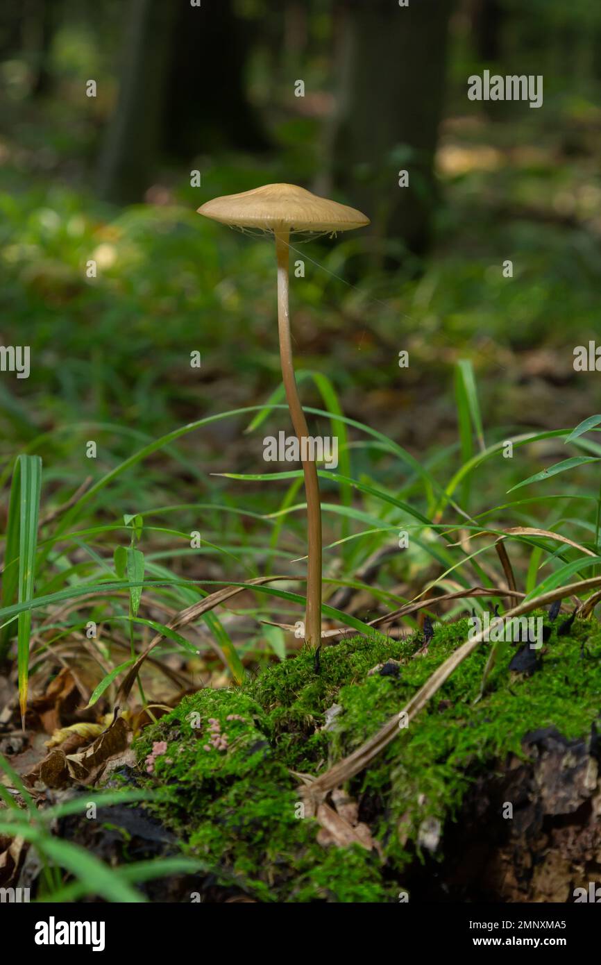 Funghi commestibili Hymenopellis radicata o Xerula radicata su un prato di montagna. Noto come fungo di radice profonda o gambo di radicamento. Fungo selvatico che cresce in Foto Stock